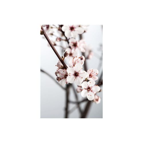 4063654815273 - Prunus cistena Blutpflaume dunkelrot 60–80 cm