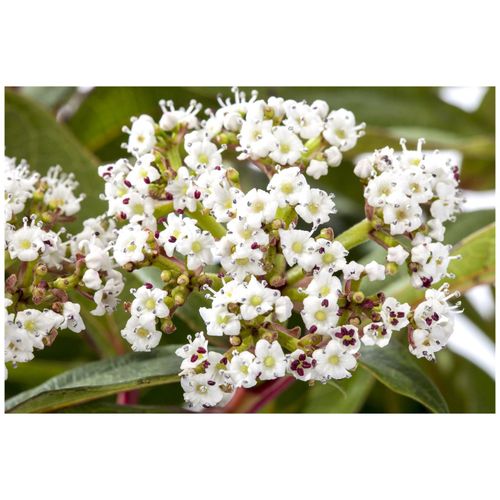 4063654229803 - Viburnum davidii Immergrüner Schneeball 25–30 cm