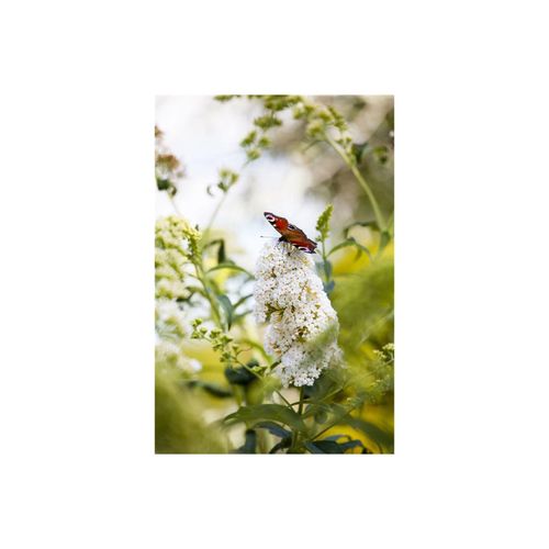 4063654270539 - Buddleja Peace Schmetterlingsflieder weiß 80–100 cm 4063654270539 - Buddleja Peace Schmetterlingsflieder weiß 80–100 cm