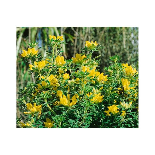 4063654850359 - Chamaecytisus austriacus Österreichischer Geißklee 20–30 cm 4063654850359 - Chamaecytisus austriacus Österreichischer Geißklee 20–30 cm