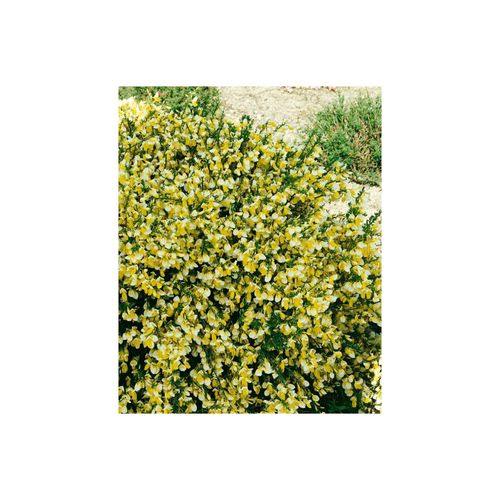 4063654835295 - Cytisus scoparius Golden Cascade Besenginster goldgelb 60–80 cm 4063654835295 - Cytisus scoparius Golden Cascade Besenginster goldgelb 60–80 cm