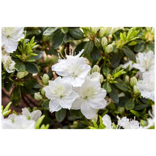 4063654821243 - Rhododendron obtusum Maischnee weiß 20–25 cm 4063654821243 - Rhododendron obtusum Maischnee weiß 20–25 cm