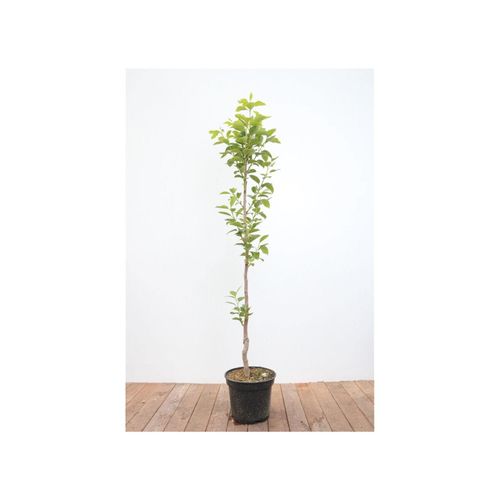 4063654101000 - Diospyros kaki Vaniglia Kaki Kakipflaume 125–150 cm