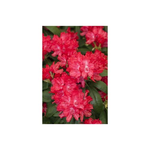 4063654329220 - Rhododendron yakushimanum Astrid Rhododendron rot 25–30 cm