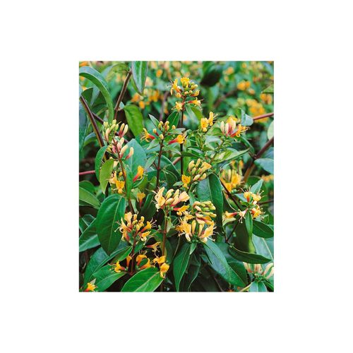 4063654222699 - Lonicera henryi Copper Beauty immergrün 60–100 cm 4063654222699 - Lonicera henryi Copper Beauty immergrün 60–100 cm
