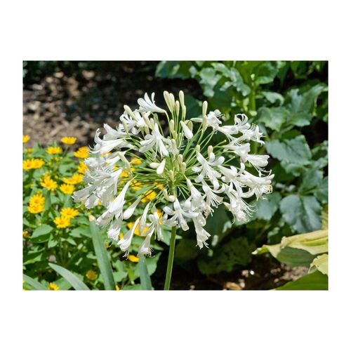 4063654255697 - Agapanthus africanus Albus Schmucklilie weiß ca 9x9 cm Topf