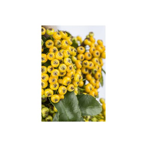 4063654334118 - Pyracantha Soleil dOr Feuerdorn gelb 100–125 cm 4063654334118 - Pyracantha Soleil dOr Feuerdorn gelb 100–125 cm