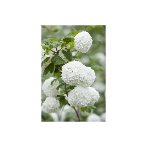 4063654003021 - Viburnum opulus Roseum Schneeball weiß 100–125 cm 4063654003021 - Viburnum opulus Roseum Schneeball weiß 100–125 cm