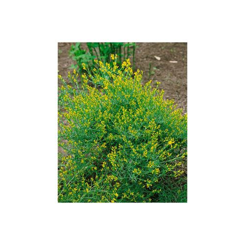 4063654800170 - Genista anglica Englischer Ginster gelb 2 Liter Container
