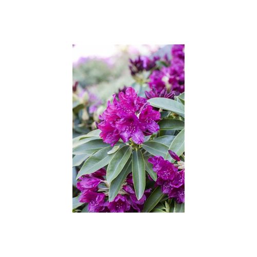 4063654071723 - Rhododendron Hybr Old Port INKARHO purpurrot 30–40 cm 4063654071723 - Rhododendron Hybr Old Port INKARHO purpurrot 30–40 cm