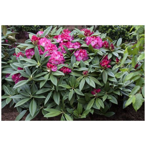 4063654073246 - Rhododendron Hybr Berliner Liebe rosa Blüten 30–40 cm