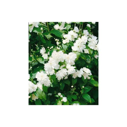 4063654222422 - Philadelphus Schneesturm Duftjasmin weiß 80–100 cm