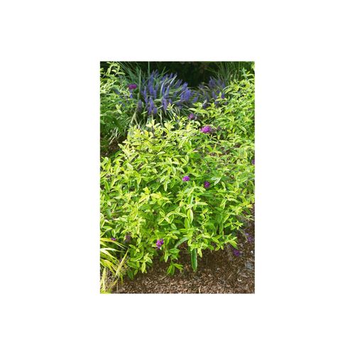 4063654819646 - Buddleja Santana Schmetterlingsflieder buntlaubig 40–60 cm