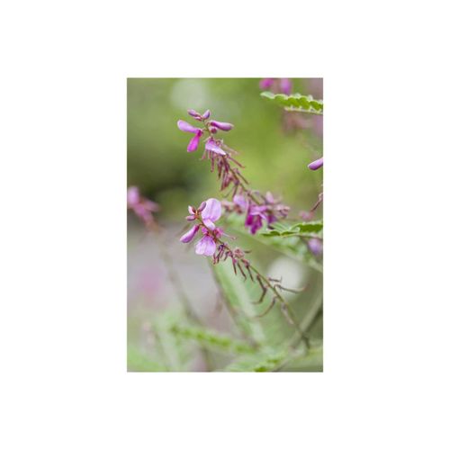4063654848424 - Indigofera himalayensis Silk Road Himalaya-Indigo rosa 30–40 cm