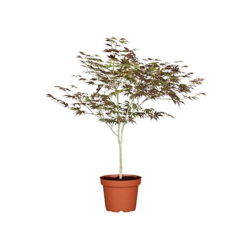 4063654317142 - Acer palmatum Atropurpureum Japanischer Ahorn rotlaubig 60–80 cm