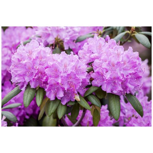 4063654086895 - Rhododendron Roseum Elegans rosa Blüten 30–40 cm 4063654086895 - Rhododendron Roseum Elegans rosa Blüten 30–40 cm