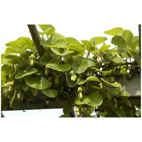 4063654245414 - Aristolochia macrophylla Pfeifenwinde großblättrig 60–100 cm 4063654245414 - Aristolochia macrophylla Pfeifenwinde großblättrig 60–100 cm
