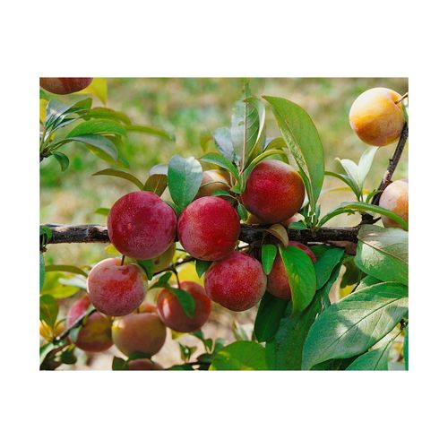 4063654253495 - Prunus domestica Königin Viktoria Pflaume süß 150–200 cm 4063654253495 - Prunus domestica Königin Viktoria Pflaume süß 150–200 cm