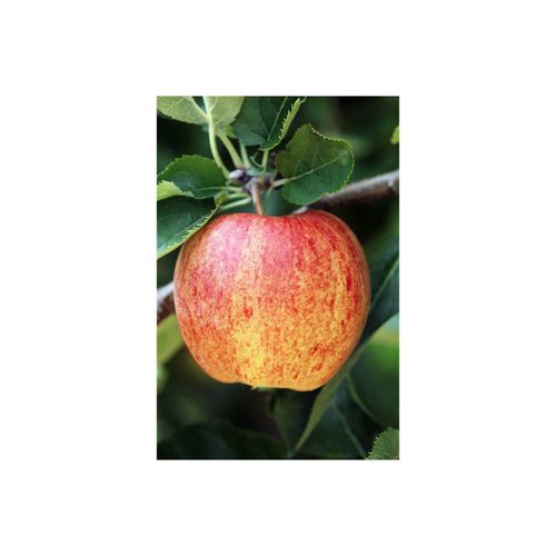 4063654263883 - Malus Ontario Apfelbaum 150–200 cm robust und ertragreich