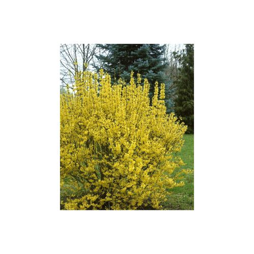 4063654844488 - Forsythia intermedia Goldrausch Forsythie gelb 80–100 cm 4063654844488 - Forsythia intermedia Goldrausch Forsythie gelb 80–100 cm