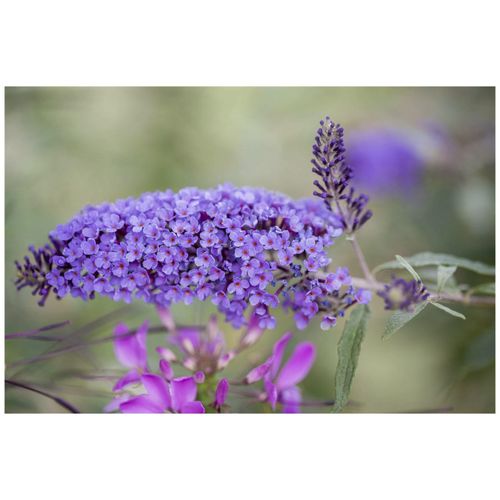 4063654231783 - Buddleja davidii Ile de France Schmetterlingsflieder 100–125 cm 4063654231783 - Buddleja davidii Ile de France Schmetterlingsflieder 100–125 cm