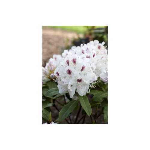 4063654080640 - Rhododendron Hybr Schneebukett weiß 30–40 cm 4063654080640 - Rhododendron Hybr Schneebukett weiß 30–40 cm