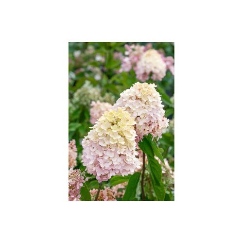 4063654348009 - Hydrangea paniculata Magical® Sweet Summer Rispenhortensie 60–80 cm