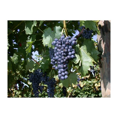 4063654225997 - Vitis vinifera Regent Weinrebe 80–100 cm