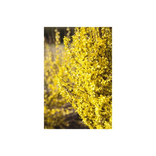 4063654818885 - Forsythia Week-End -R- Forsythie leuchtend gelb 60–100 cm 4063654818885 - Forsythia Week-End -R- Forsythie leuchtend gelb 60–100 cm