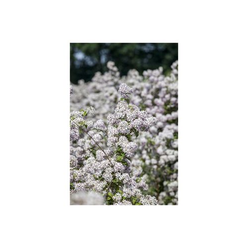 4063654817956 - Deutzia Mont Rose Maiblumenstrauch rosa Blüten 60–100 cm 4063654817956 - Deutzia Mont Rose Maiblumenstrauch rosa Blüten 60–100 cm