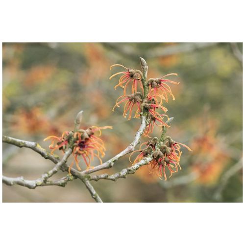 4063654247616 - Hamamelis intermedia Jelena Zaubernuss kupferorange 40–60 cm