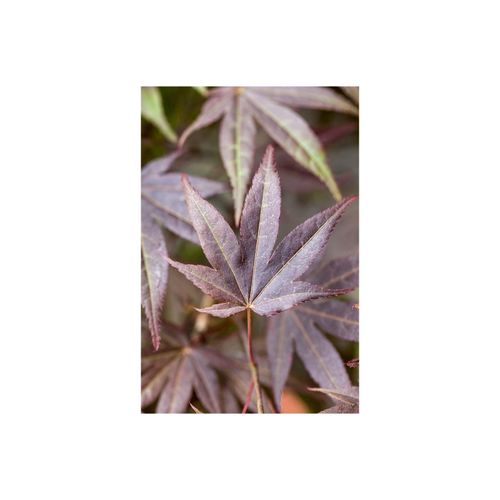 4063654249146 - Acer palmatum Atropurpureum Japanischer Ahorn rotlaubig 100–125 cm 4063654249146 - Acer palmatum Atropurpureum Japanischer Ahorn rotlaubig 100–125 cm