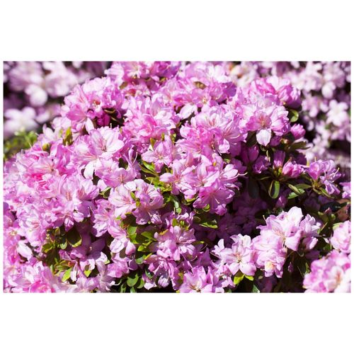 4063654090410 - Rhododendron obtusum Negligé Azalee rosa Blüten 15–20 cm 4063654090410 - Rhododendron obtusum Negligé Azalee rosa Blüten 15–20 cm