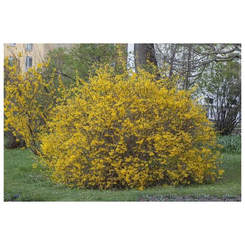 4063654819233 - Forsythia intermedia Spectabilis Forsythie leuchtend gelb 60–100 cm 4063654819233 - Forsythia intermedia Spectabilis Forsythie leuchtend gelb 60–100 cm