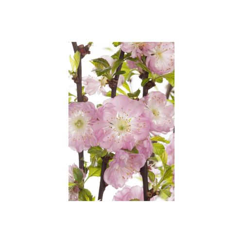 4063654023296 - Prunus triloba Mandelbäumchen rosa Blüten 60 cm Stammhöhe 4063654023296 - Prunus triloba Mandelbäumchen rosa Blüten 60 cm Stammhöhe