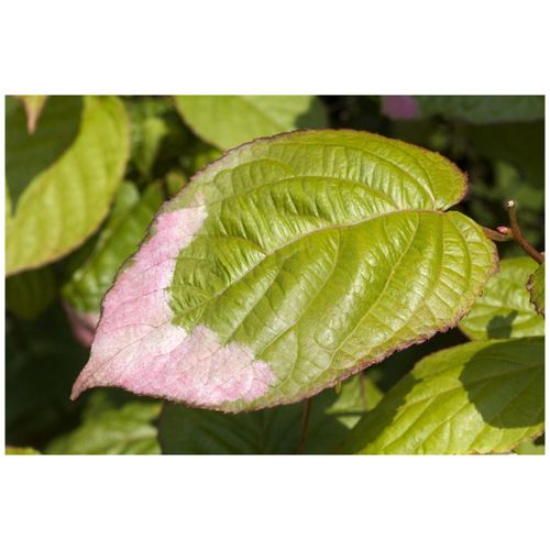 4063654267829 - Actinidia kolomikta Kiwi dekoratives Laub 60–100 cm 4063654267829 - Actinidia kolomikta Kiwi dekoratives Laub 60–100 cm