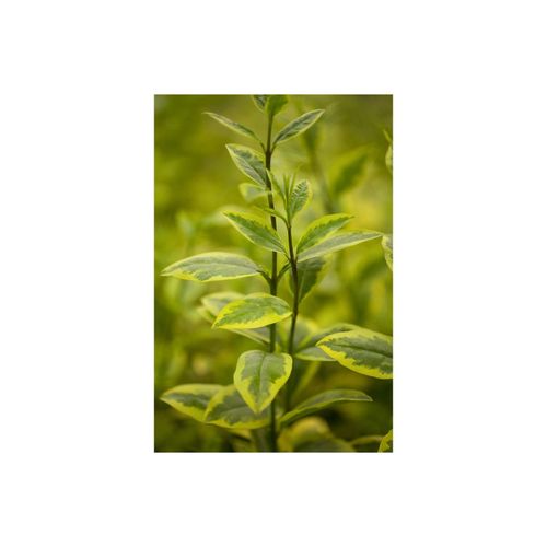 4063654250999 - Ligustrum ovalifolium Aureum Goldliguster gelb-grün 60–80 cm 4063654250999 - Ligustrum ovalifolium Aureum Goldliguster gelb-grün 60–80 cm