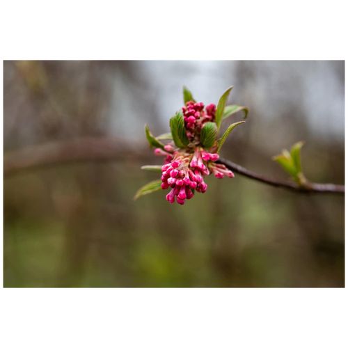 4063654868279 - Viburnum bodnantense Dawn Duft-Schneeball rosa Blüten 125–150 cm