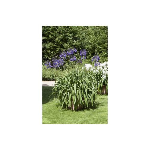 4063654255710 - Agapanthus africanus Schmucklilie blau ca 9x9 cm Topf