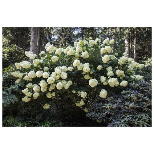 4063654253648 - Hydrangea paniculata Phantom Rispenhortensie cremeweiß 40–60 cm