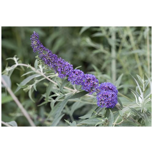 4063654273325 - Buddleja davidii Nanho Blue Schmetterlingsflieder blau 40–60 cm