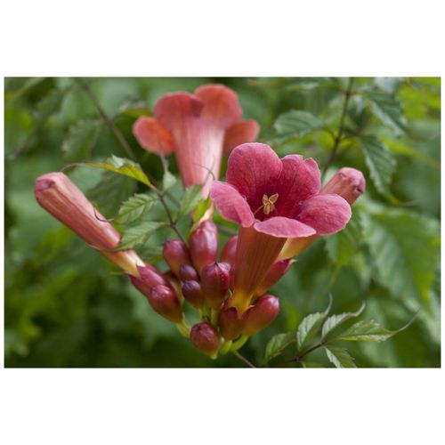4063654277385 - Campsis radicans Stromboli Trompetenblume leuchtend rot 100–150 cm