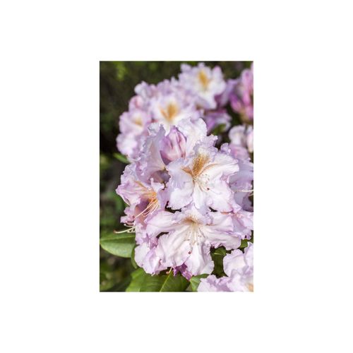 4063654327653 - Rhododendron Hybr Janet Blair rosa Blüten 30–40 cm 4063654327653 - Rhododendron Hybr Janet Blair rosa Blüten 30–40 cm