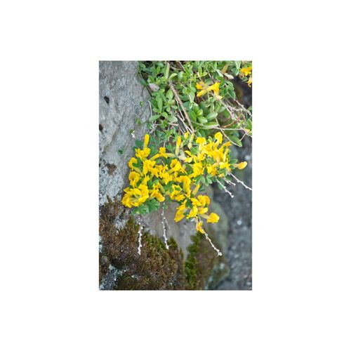 4063654850380 - Chamaecytisus ratisbonensis Regensburger Ginster gelb 20–30 cm 4063654850380 - Chamaecytisus ratisbonensis Regensburger Ginster gelb 20–30 cm