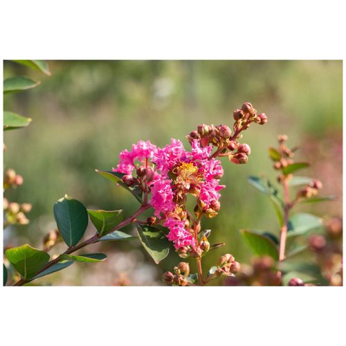 4063654841913 - Lagerstroemia indica Petite Pink Indischer Flieder rosa 40–60 cm 4063654841913 - Lagerstroemia indica Petite Pink Indischer Flieder rosa 40–60 cm