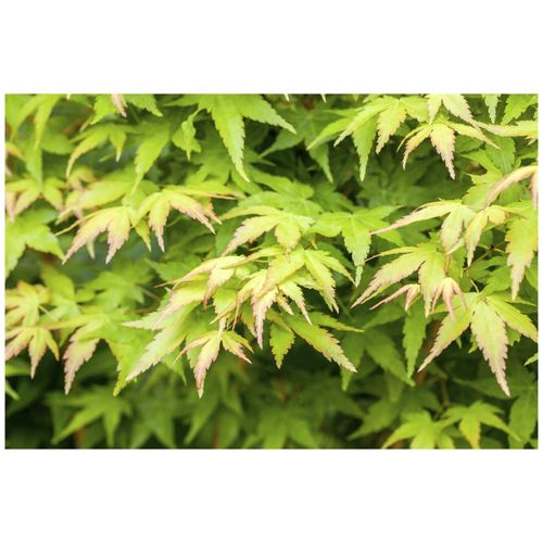 4063654224358 - Acer palmatum Bi-Hoo Japanischer Ahorn gelbe Rinde 40–60 cm 4063654224358 - Acer palmatum Bi-Hoo Japanischer Ahorn gelbe Rinde 40–60 cm