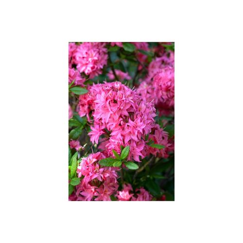 4063654096276 - Rhododendron luteum Homebush rosa Blüten 50–60 cm