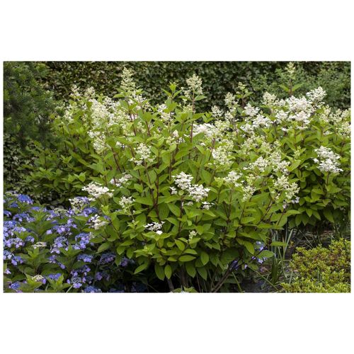 4063654813552 - Hydrangea paniculata Wims Red Rispenhortensie rot-weiß 60–80 cm