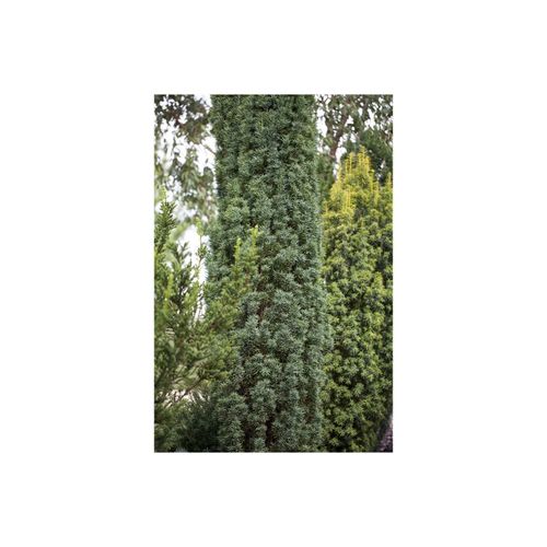 4063654012009 - Taxus baccata Fastigiata Robusta Säuleneibe 30–40 cm 4063654012009 - Taxus baccata Fastigiata Robusta Säuleneibe 30–40 cm