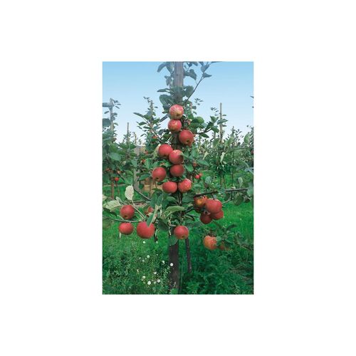 4063654222866 - Malus Roter Boskoop Apfelbaum 150–200 cm